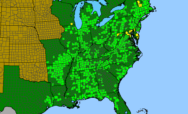 The range of Aureolaria flava